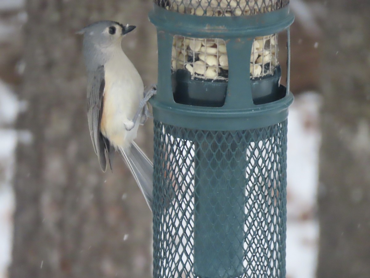 Синиця гострочуба - ML646919896