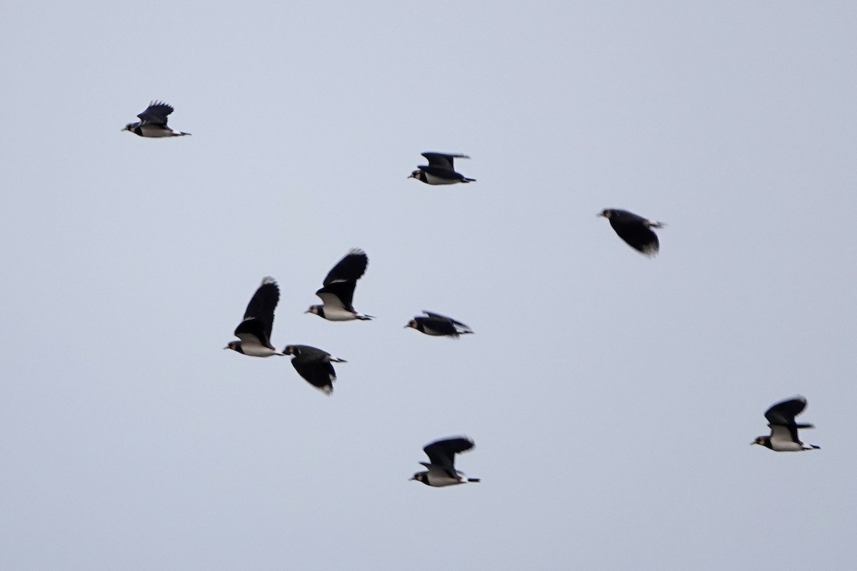 Чайка чубата - ML646919897