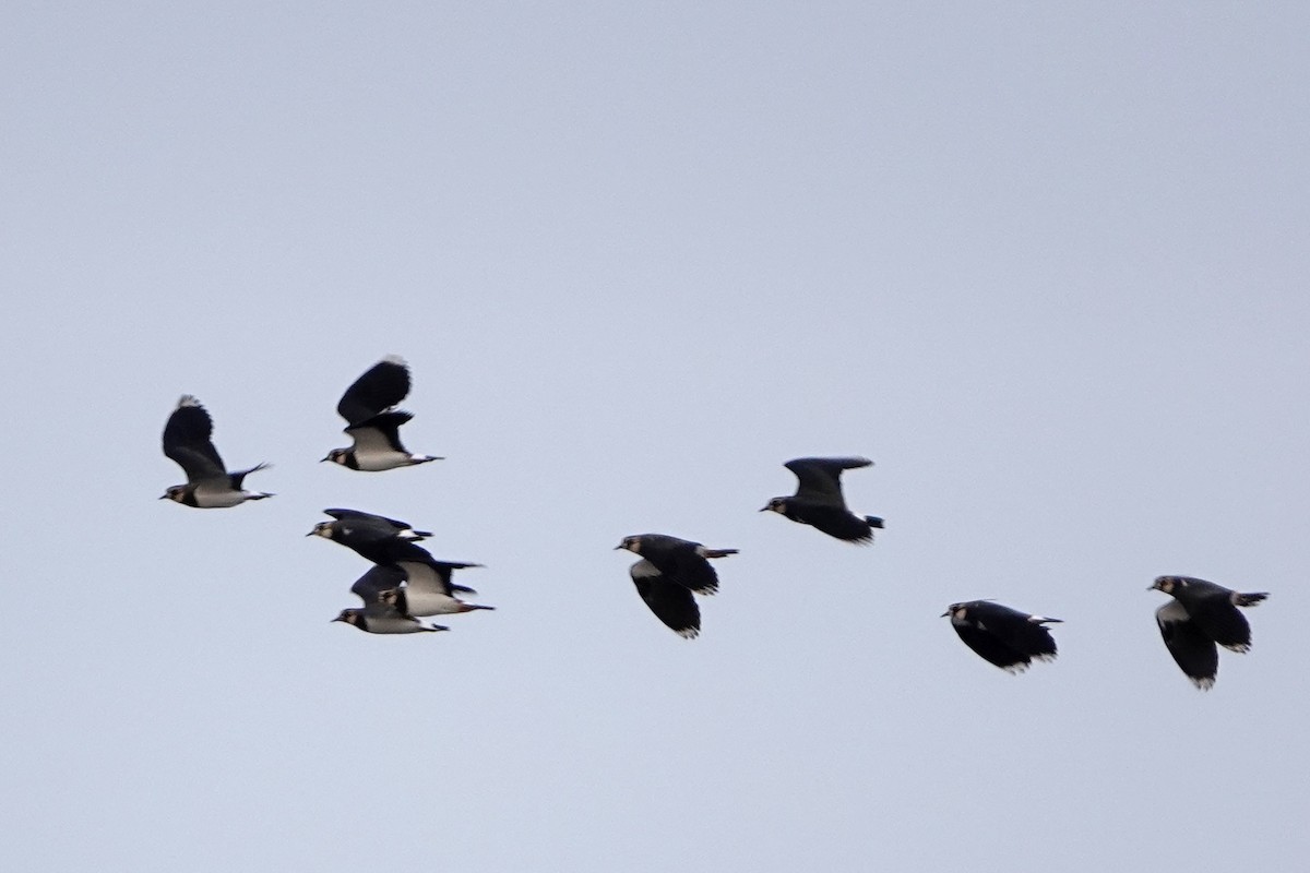 Чайка чубата - ML646919898