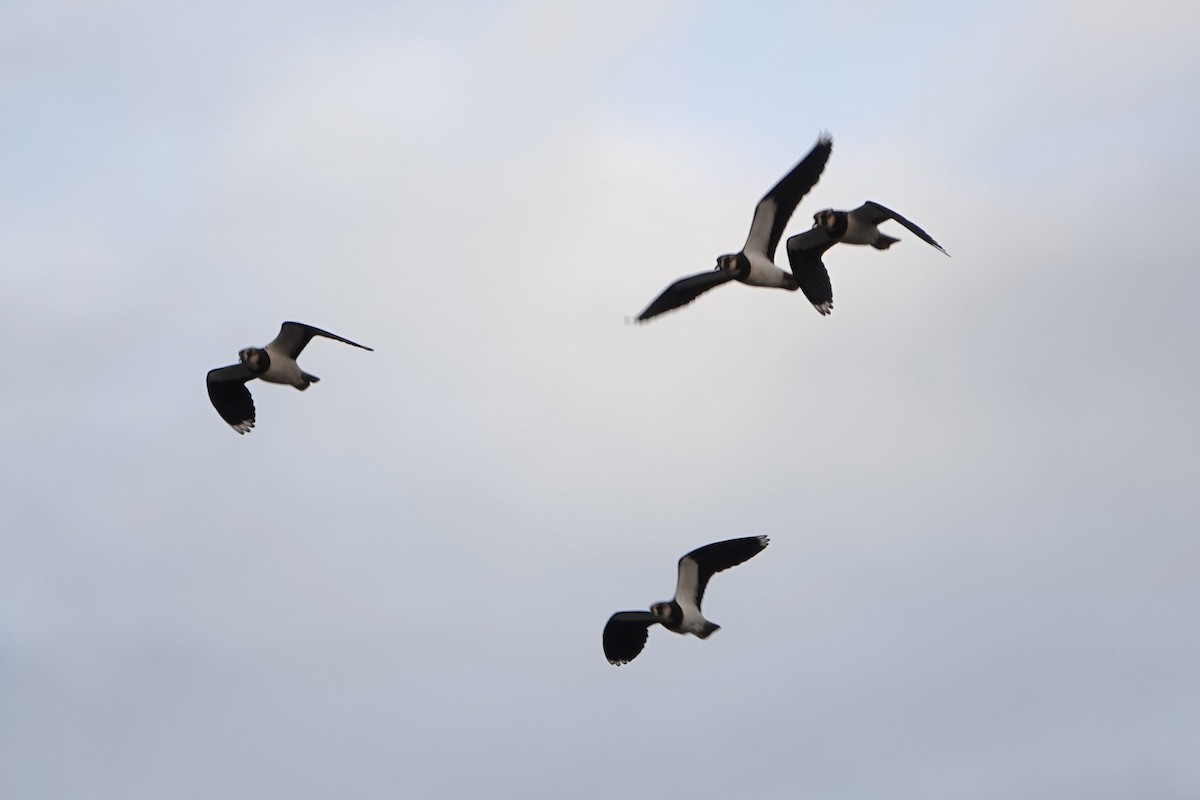 Чайка чубата - ML646919899