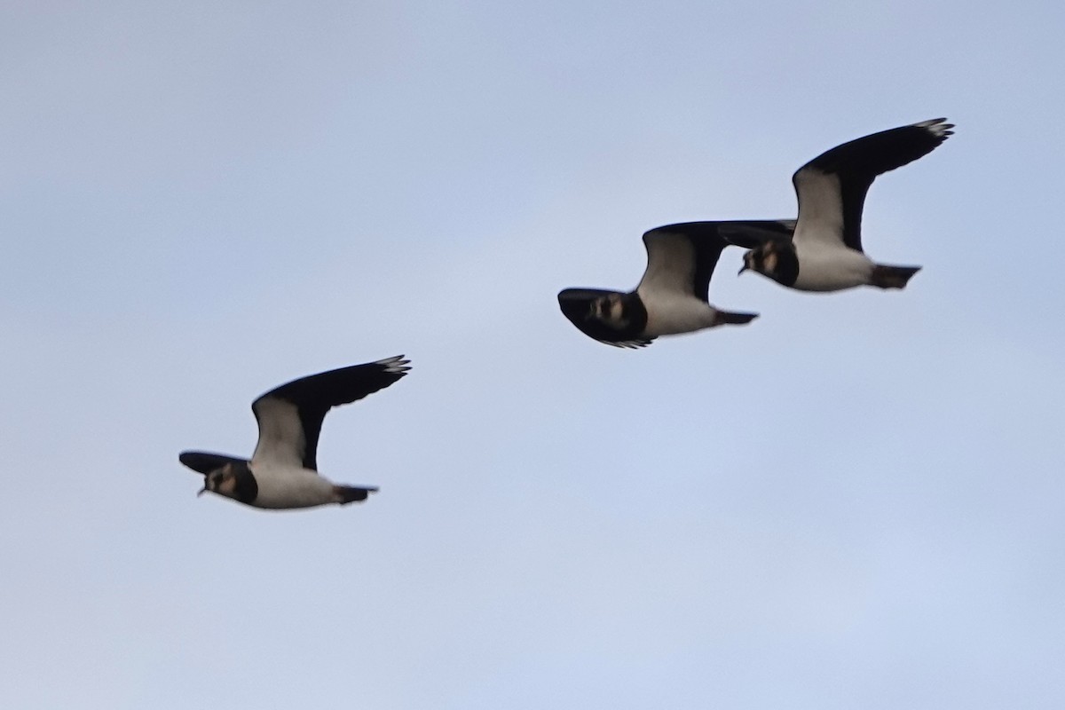 Чайка чубата - ML646919900