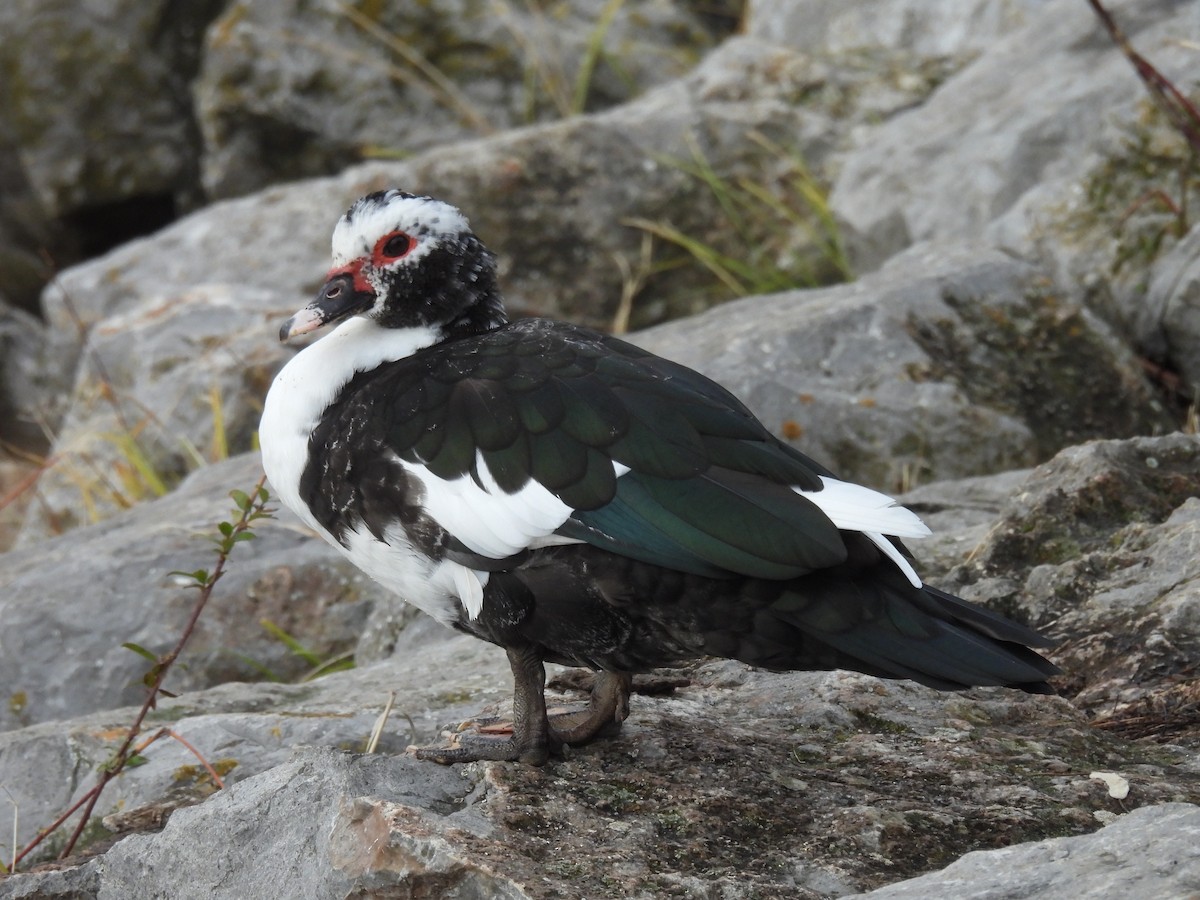 Muscovy Duck (Domestic type) - ML646919901