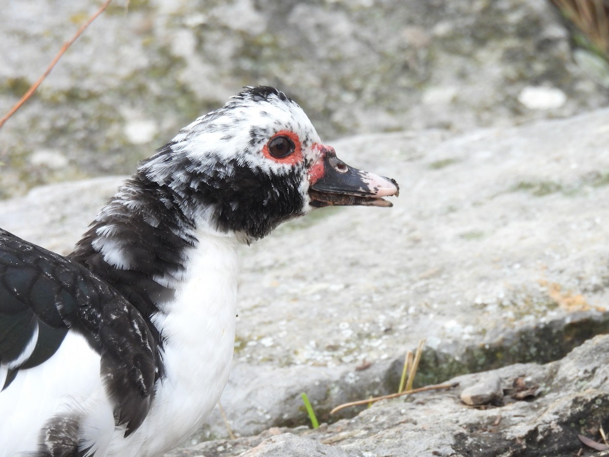 Muscovy Duck (Domestic type) - ML646919902