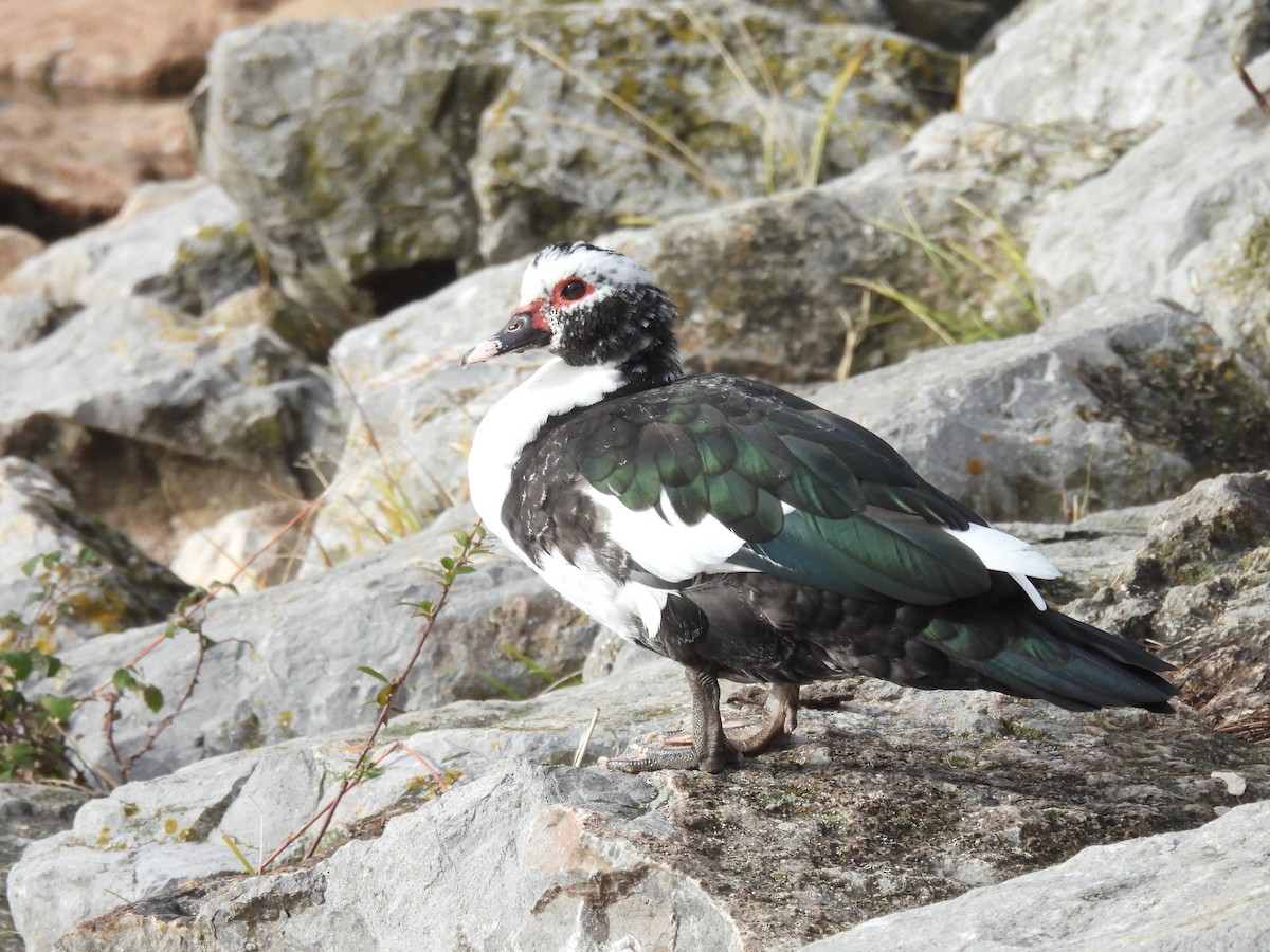 Muscovy Duck (Domestic type) - ML646919903