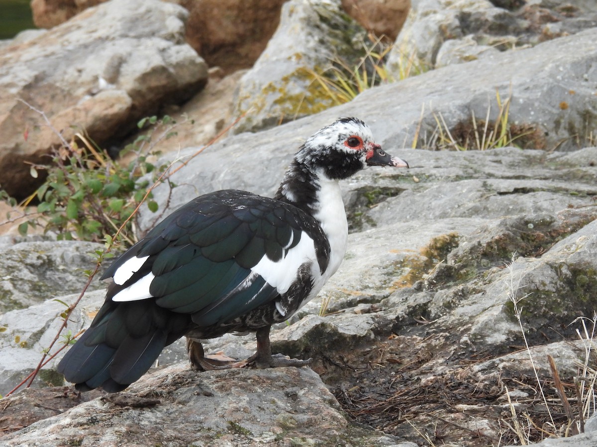 Muscovy Duck (Domestic type) - ML646919904