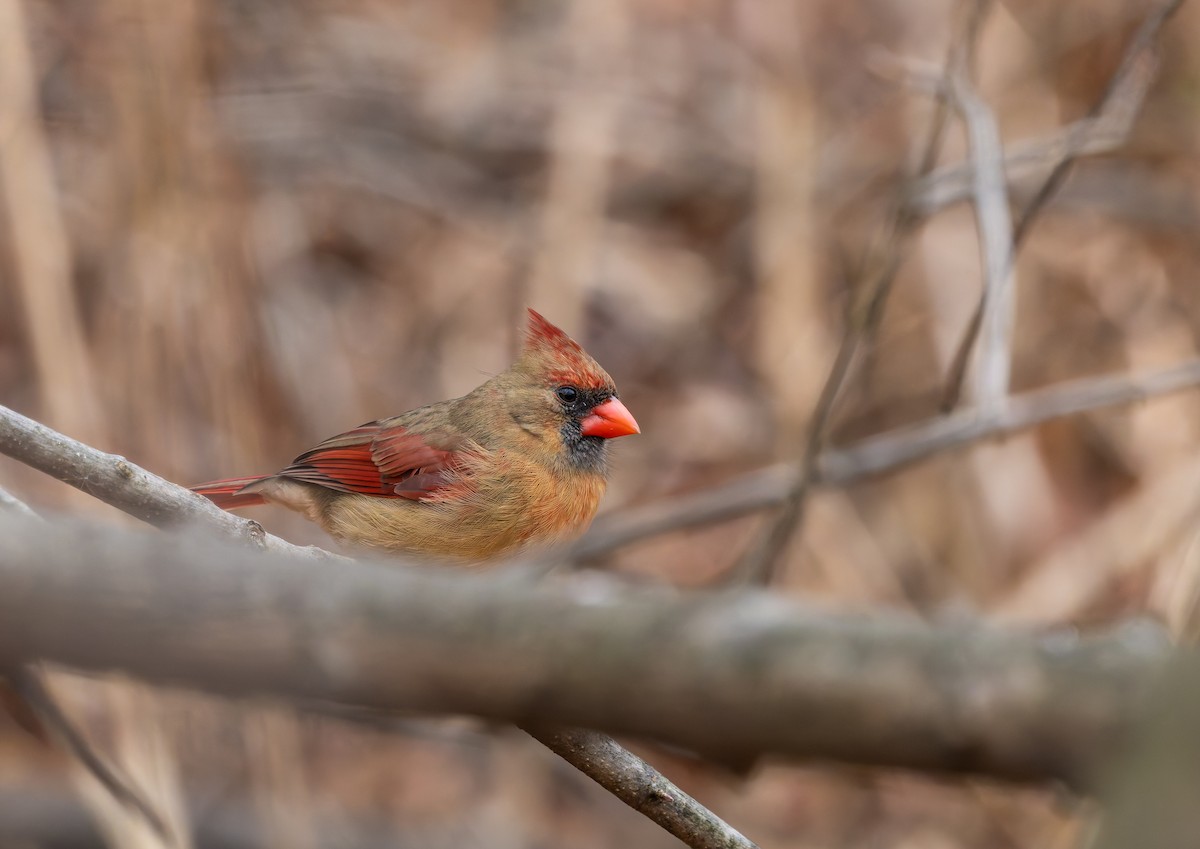 kardinál červený - ML646919905