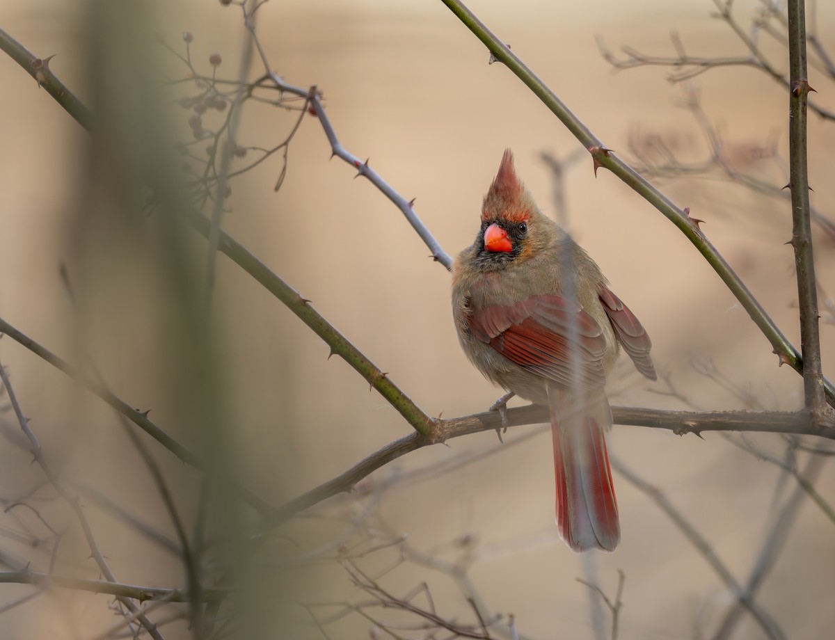 kardinál červený - ML646919906