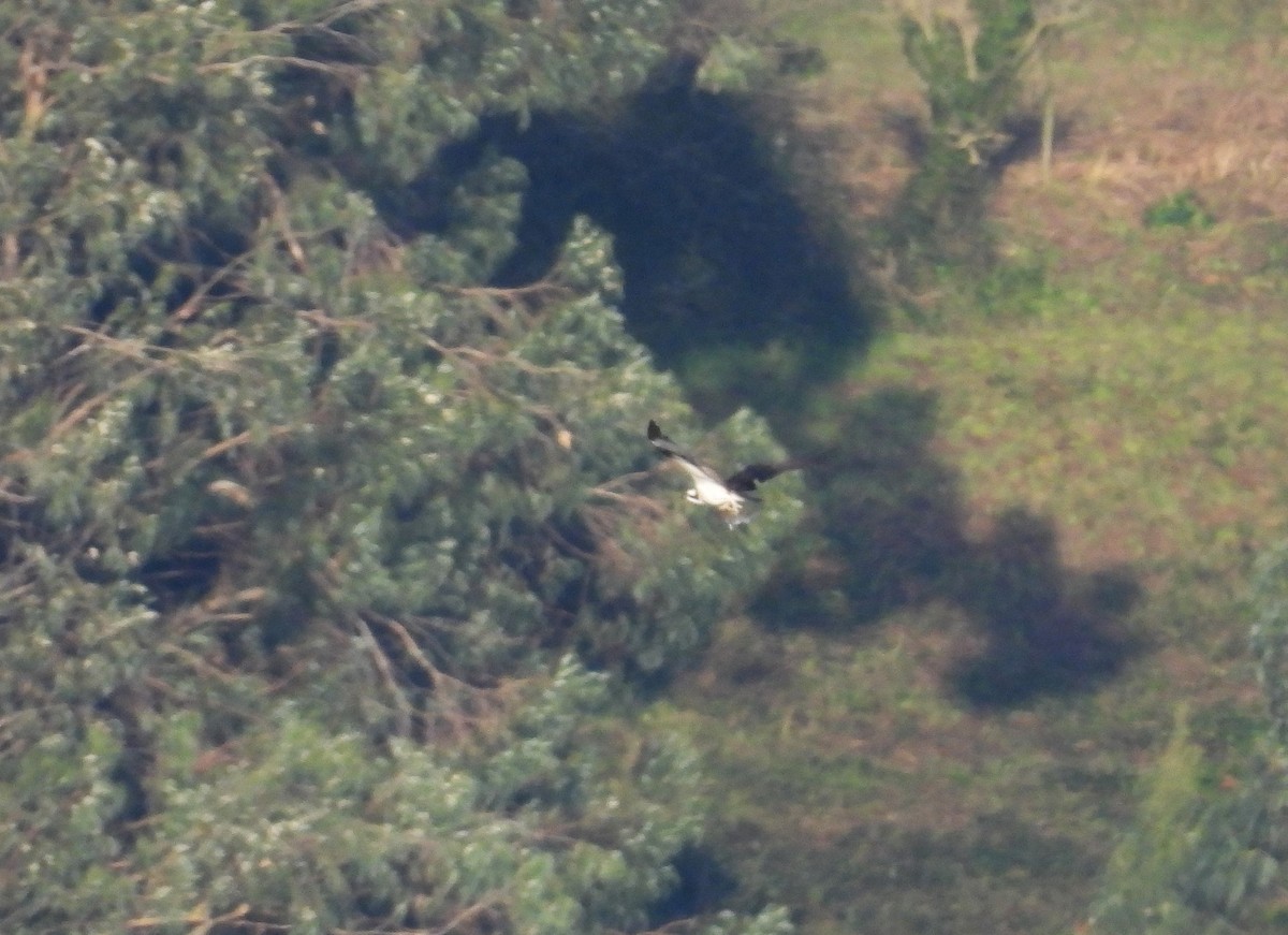 Osprey - ML646919915