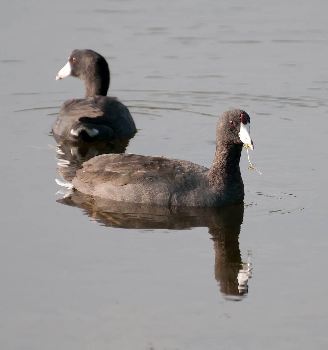 lyska americká - ML646919918