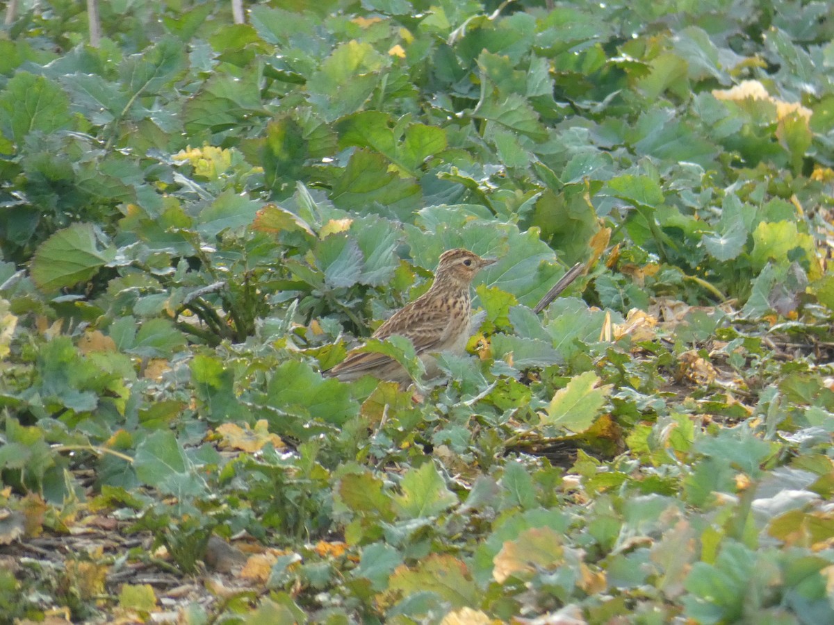Eurasian Skylark - ML646919921