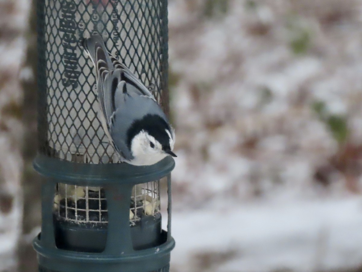 Повзик каролінський - ML646919925