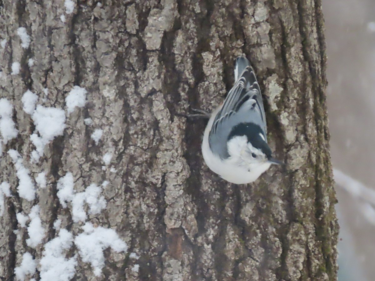 Повзик каролінський - ML646919926