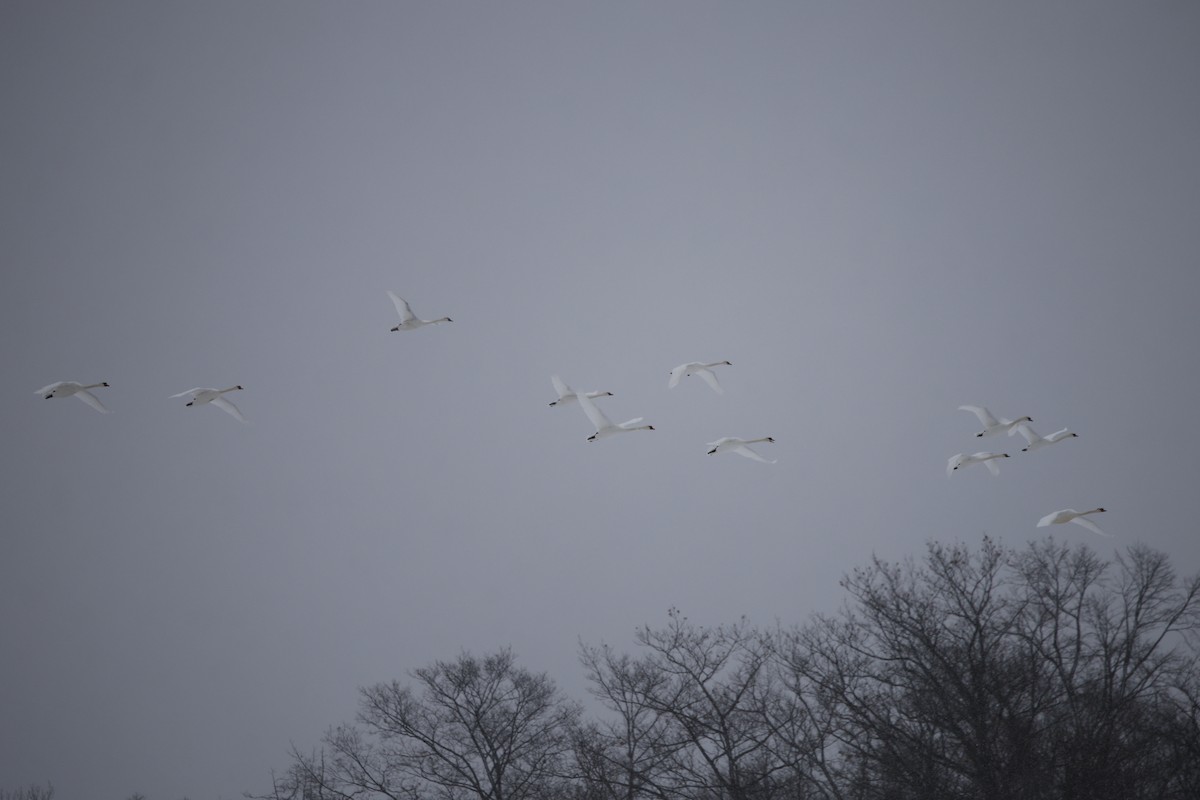 ברבור מצוי - ML646919929