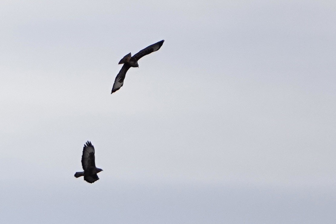 Канюк звичайний - ML646919930