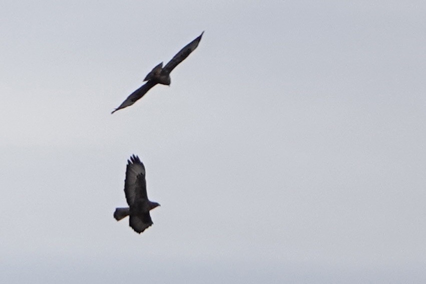 Канюк звичайний - ML646919931