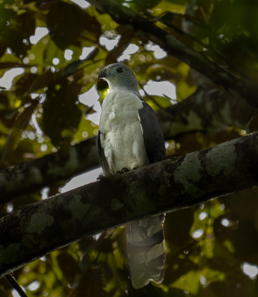 Gray-headed Kite - ML646919932