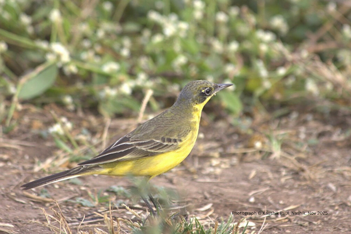 Western Yellow Wagtail - ML646919933