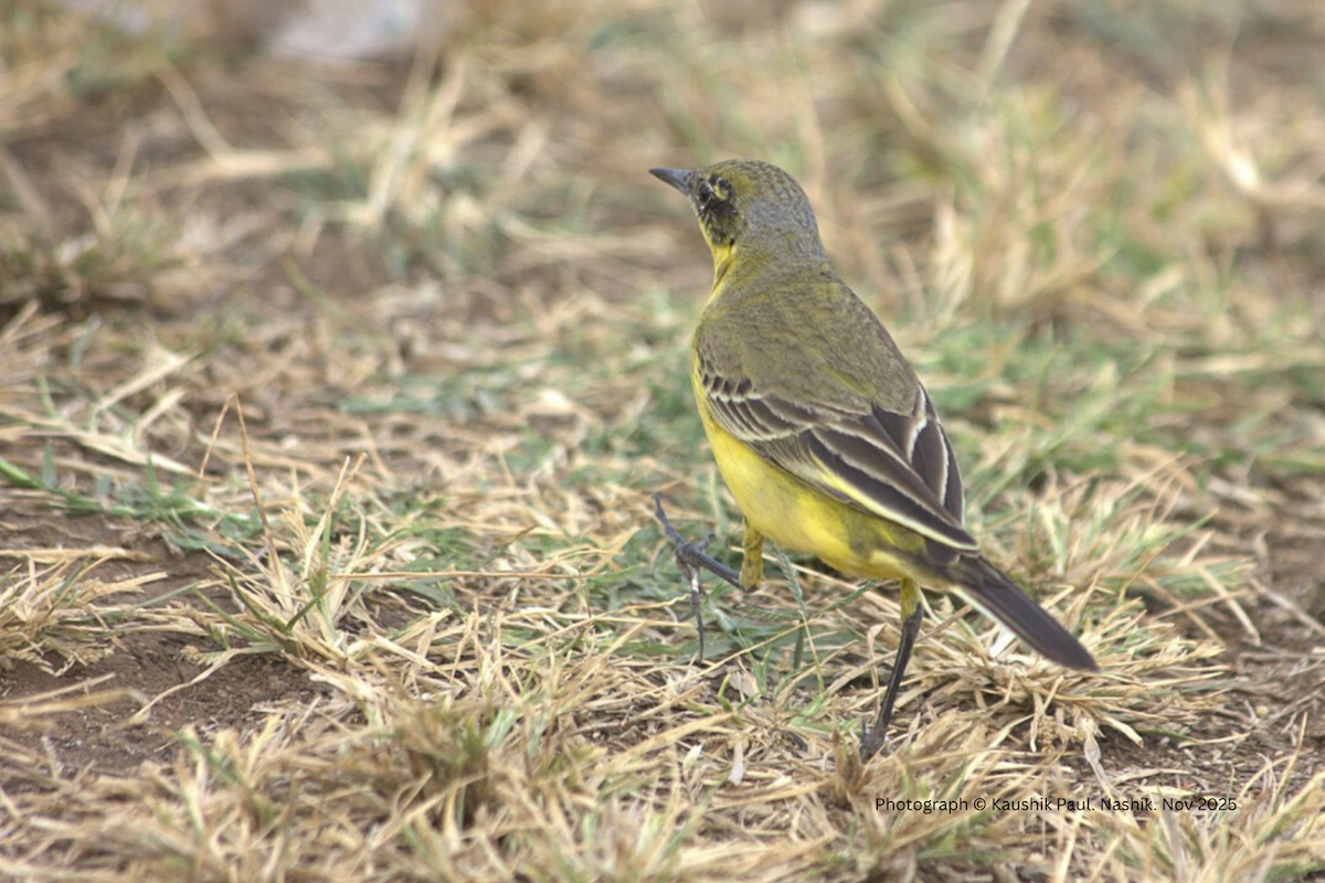 Western Yellow Wagtail - ML646919934