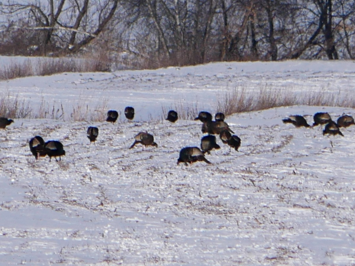 Yabani Hindi - ML646919937