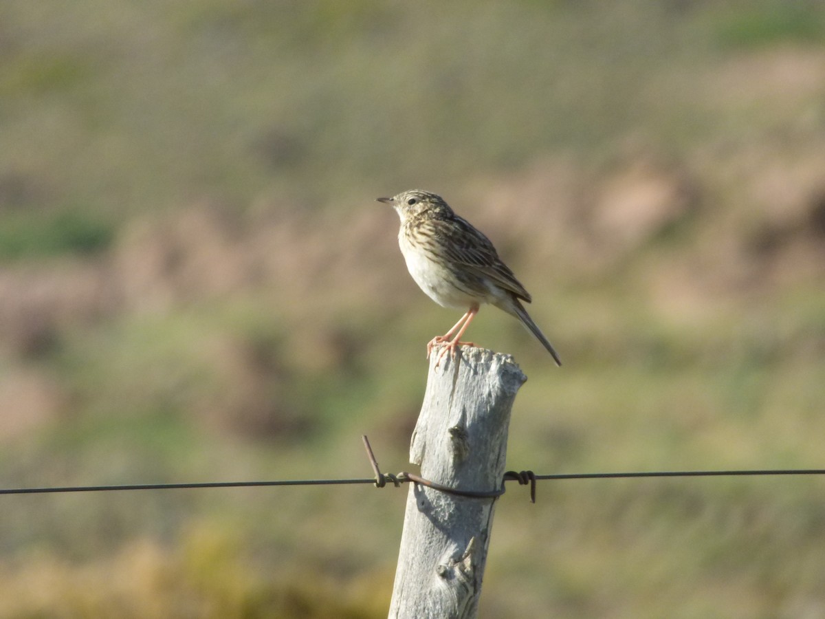 Hellmayr's Pipit - ML646919938