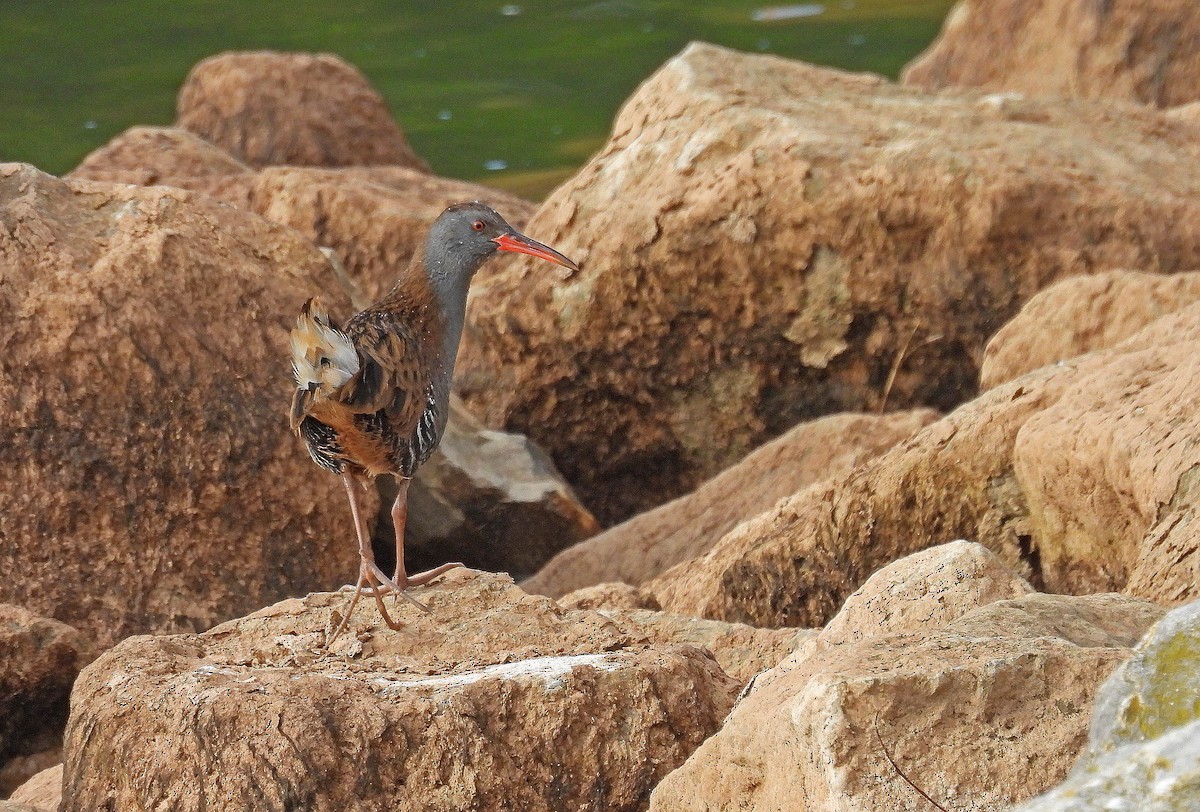 Water Rail - ML646919939