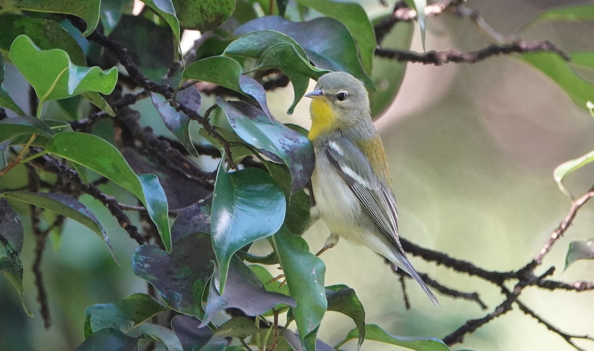 Northern Parula - ML646919940