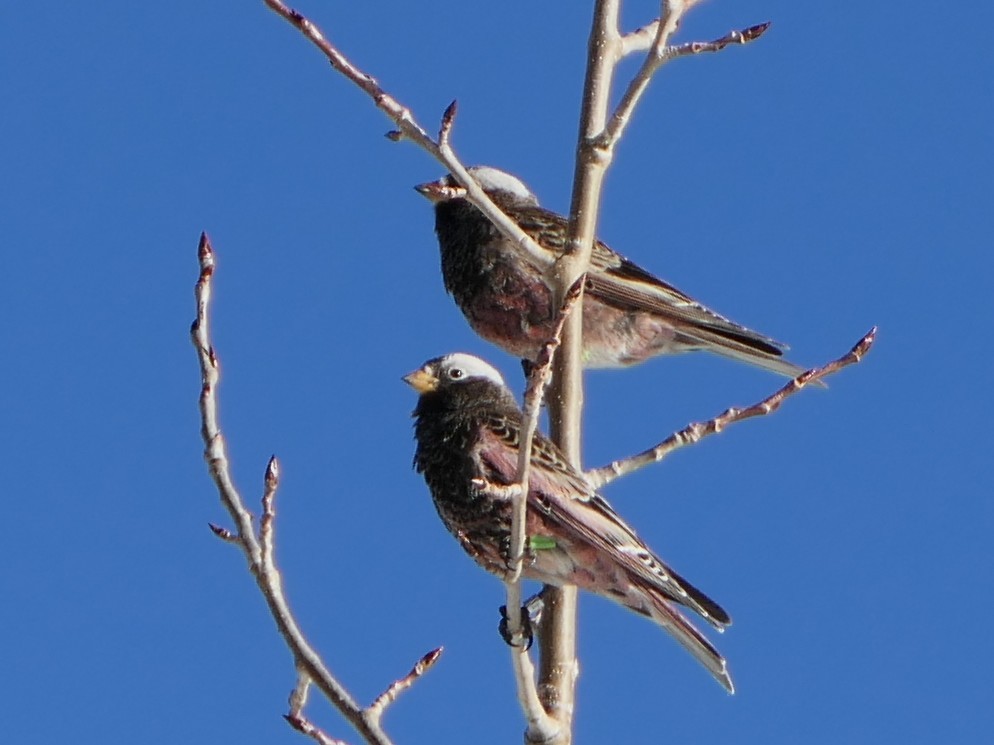Black Rosy-Finch - ML646919941