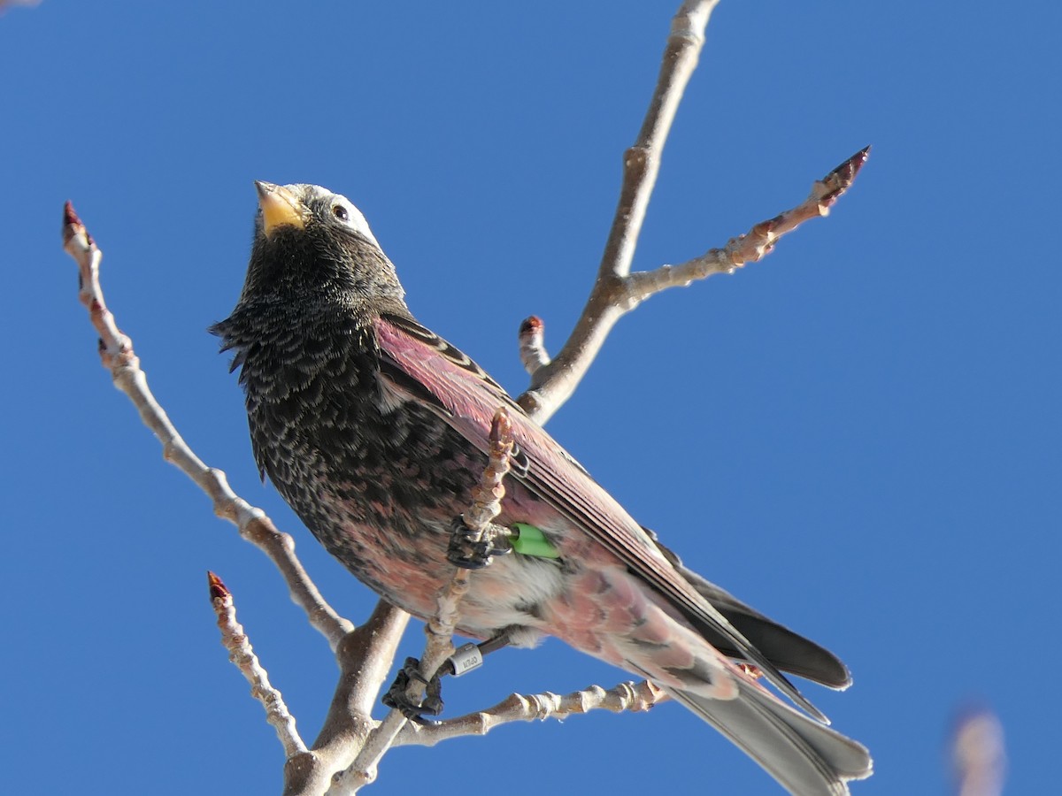 Black Rosy-Finch - ML646919942