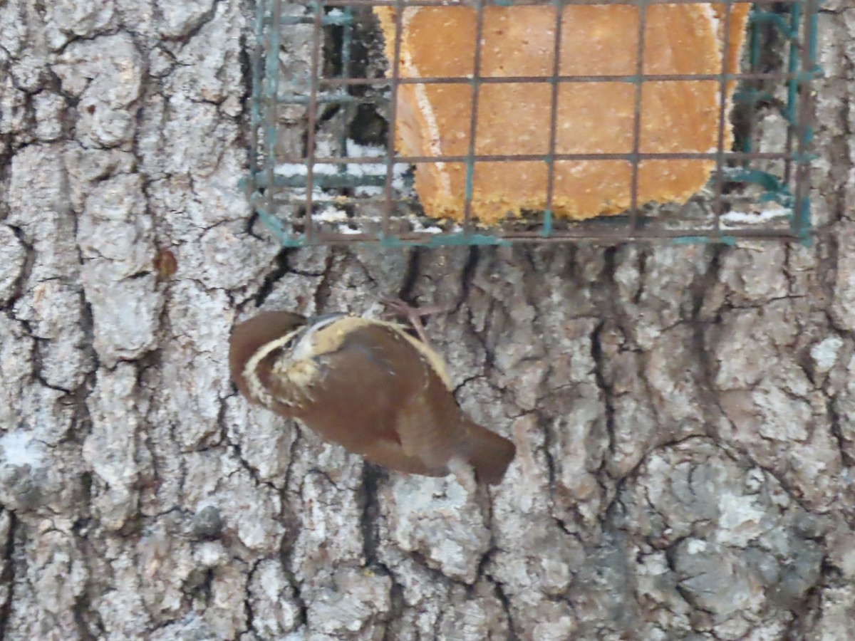 Поплітник каролінський - ML646919943