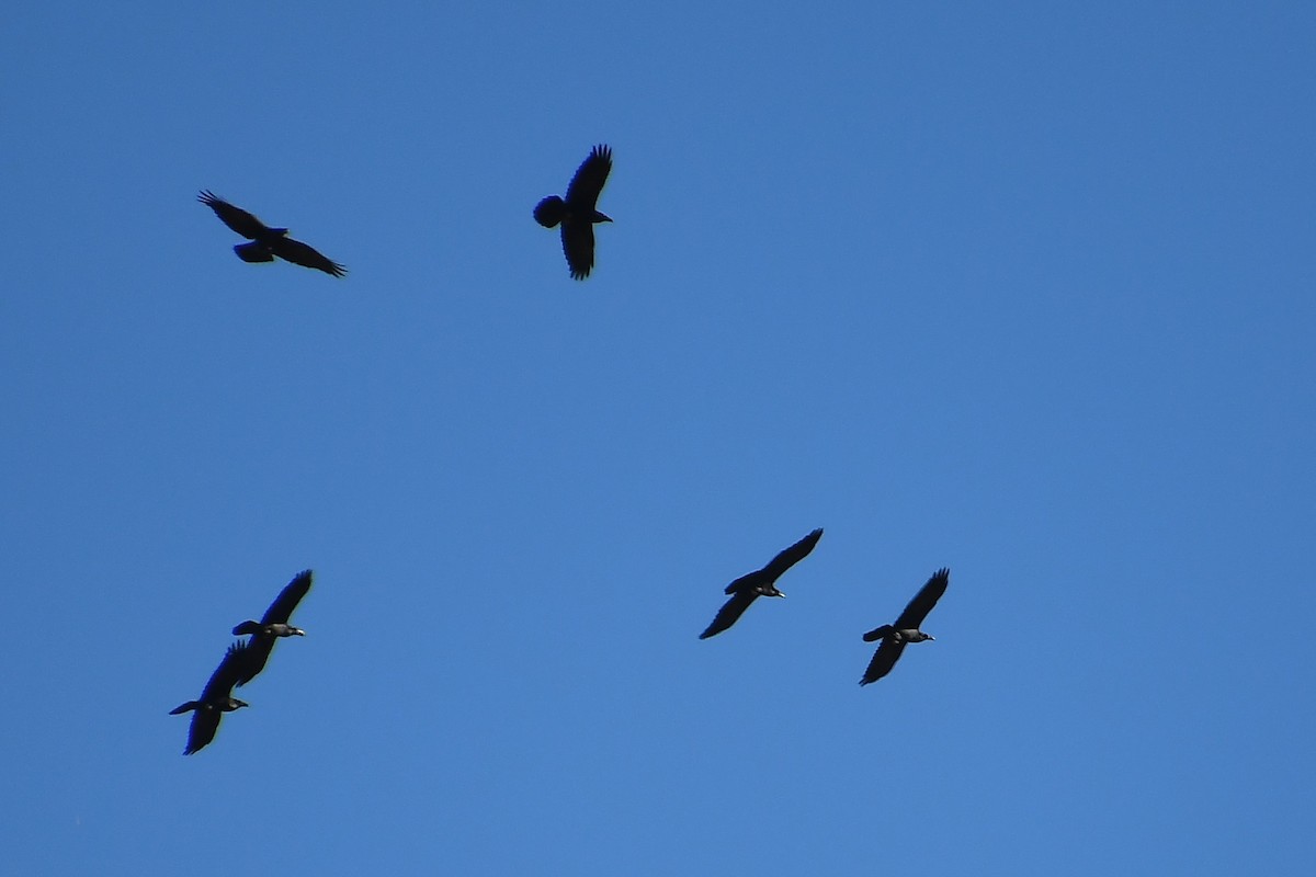 Common Raven - ML646919947