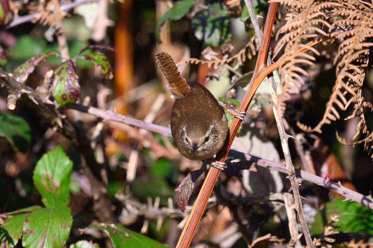Eurasian Wren - ML646919948