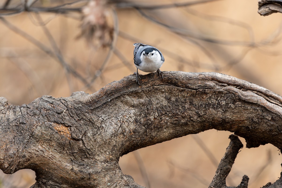 brhlík běloprsý - ML646919949