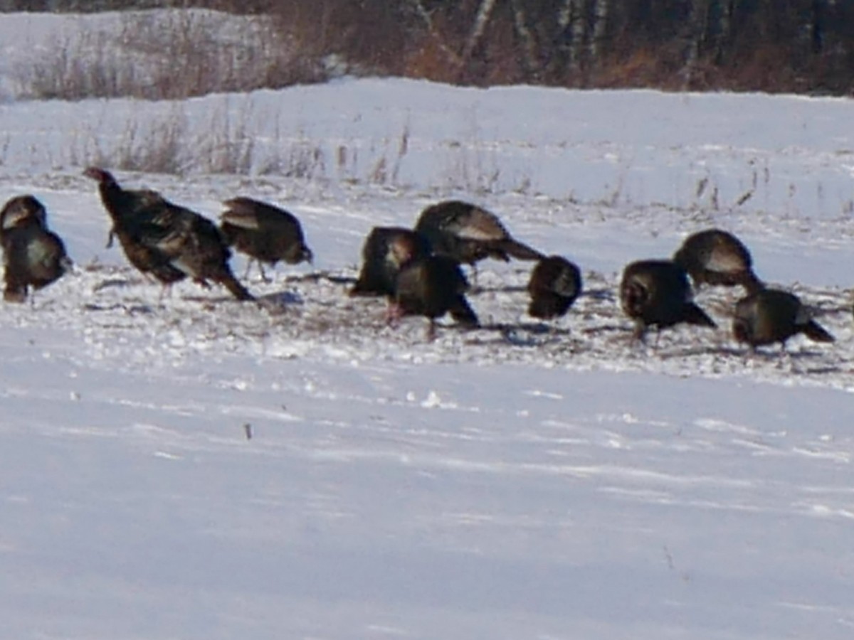 Yabani Hindi - ML646919950