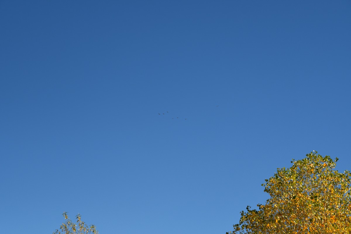 Common Raven - ML646919952