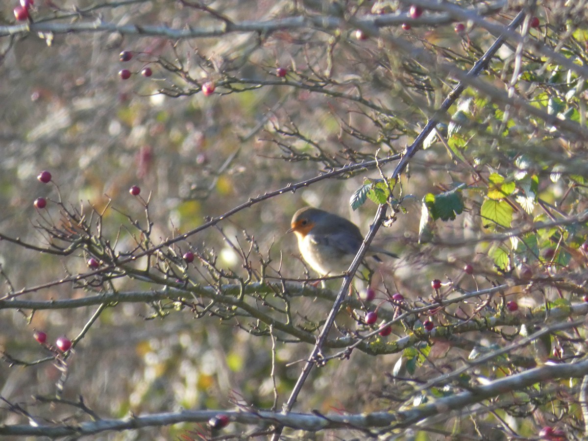 European Robin - ML646919953