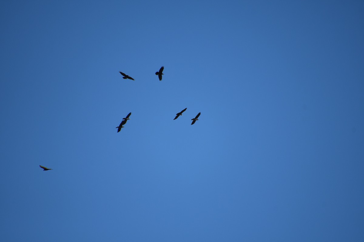 Common Raven - ML646919954