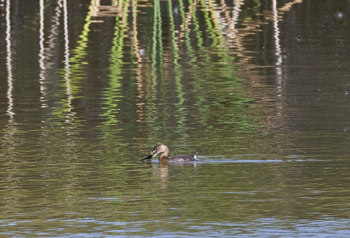 Pied-billed Grebe - ML646919955