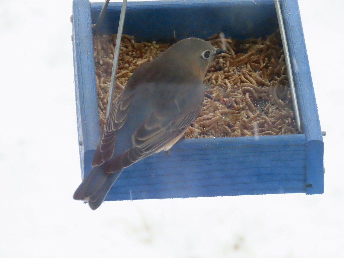 Блакитник східний - ML646919956