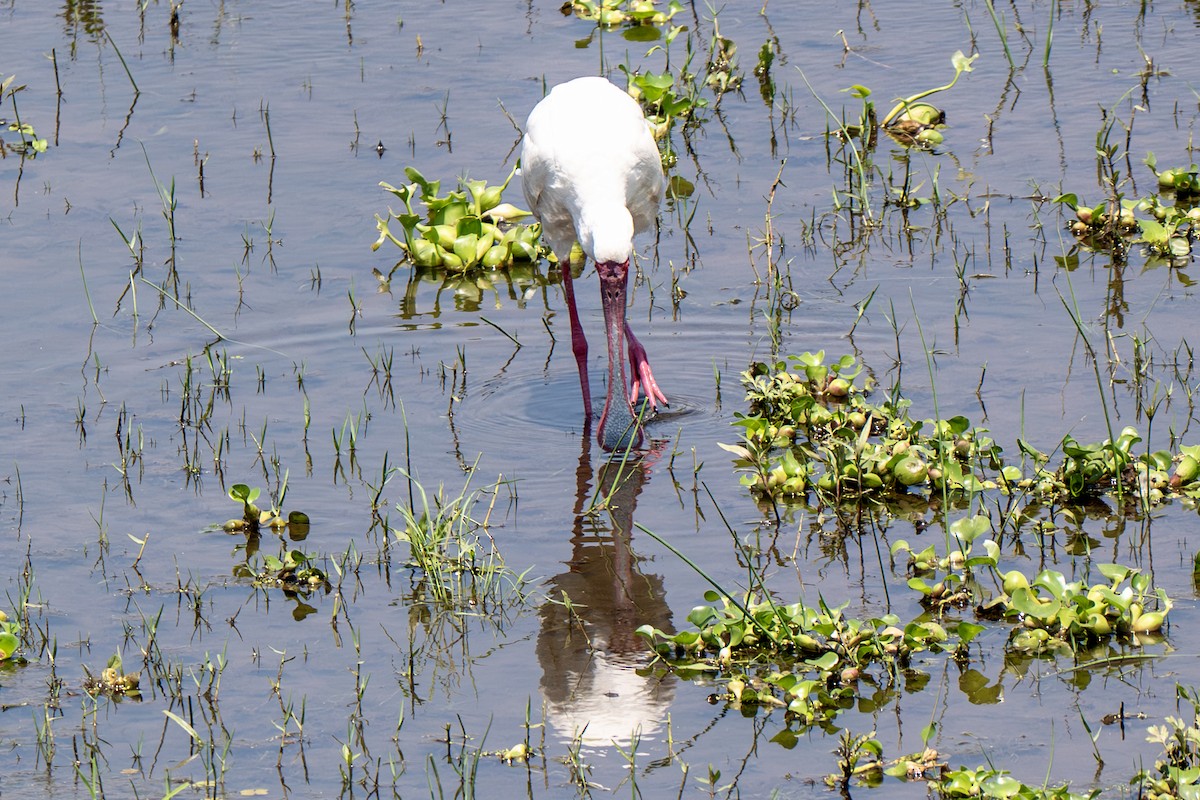 African Spoonbill - ML646919957