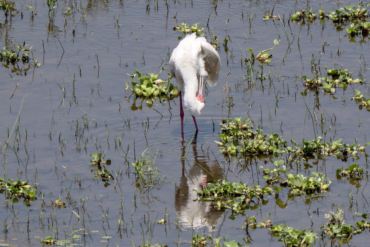 African Spoonbill - ML646919958