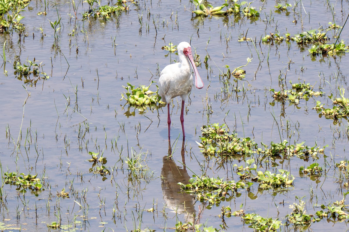 African Spoonbill - ML646919959