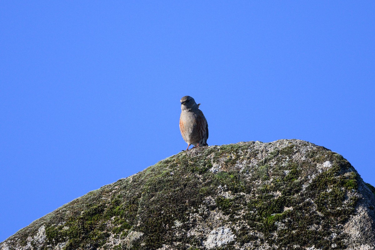 Alpine Accentor - ML646919972