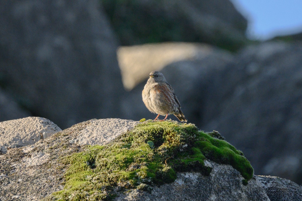Alpine Accentor - ML646919973