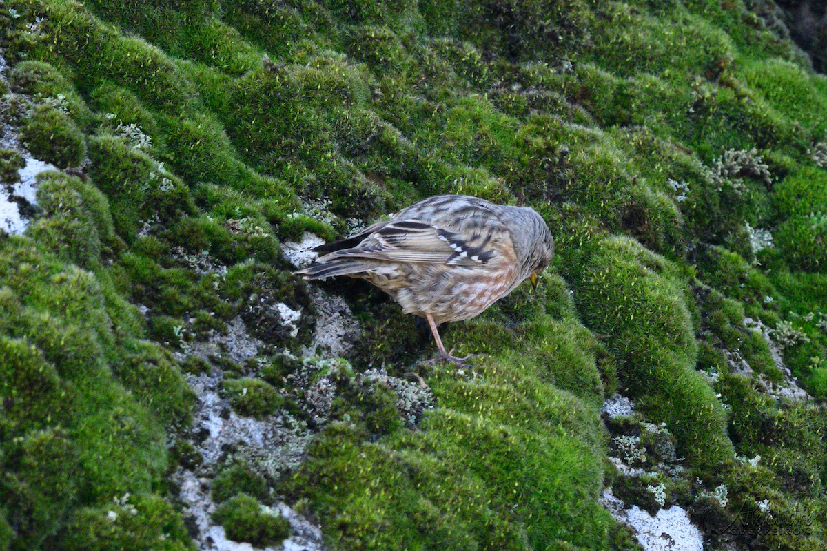 Alpine Accentor - ML646919974
