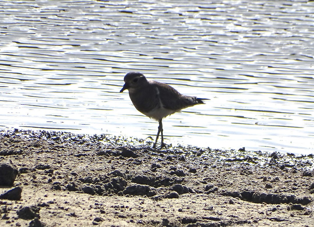 Rufous-chested Dotterel - ML646919975