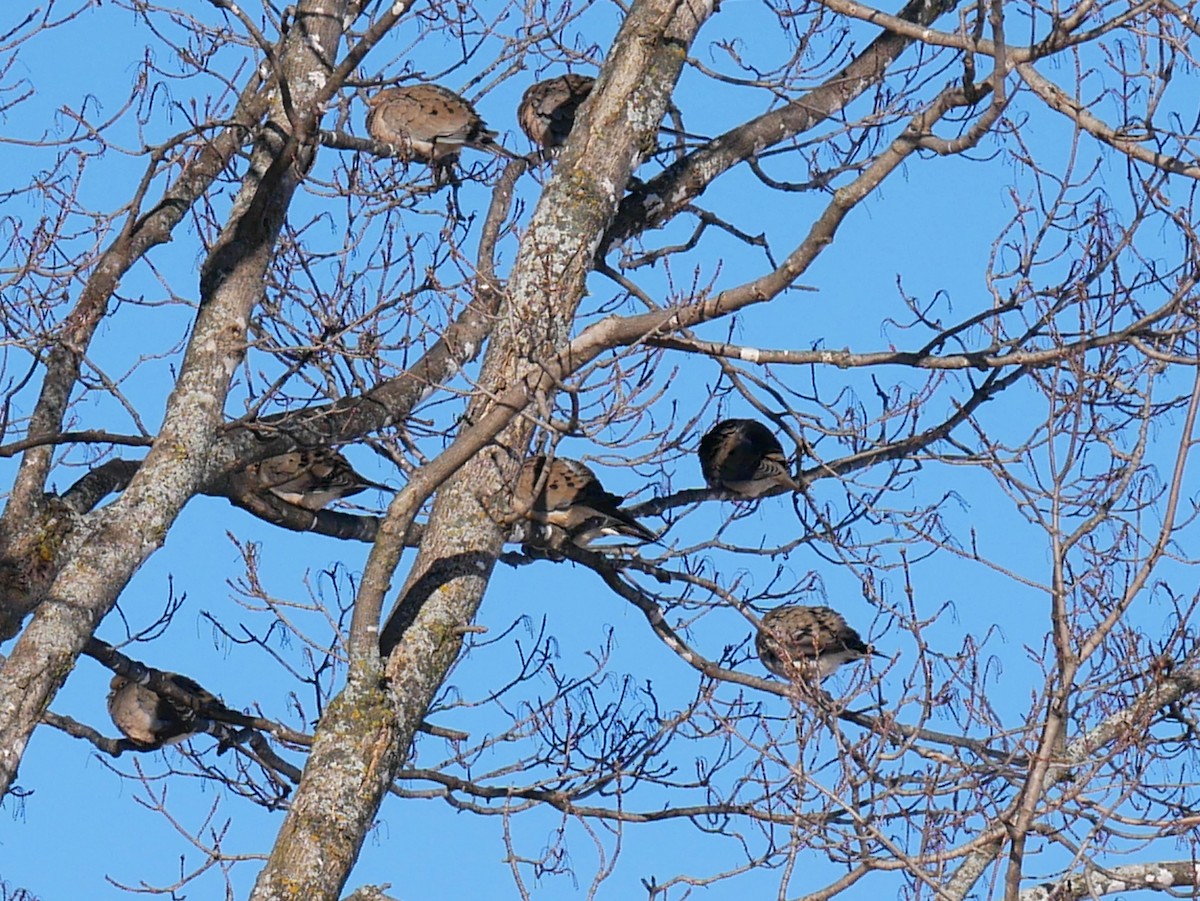 Mourning Dove - ML646919976