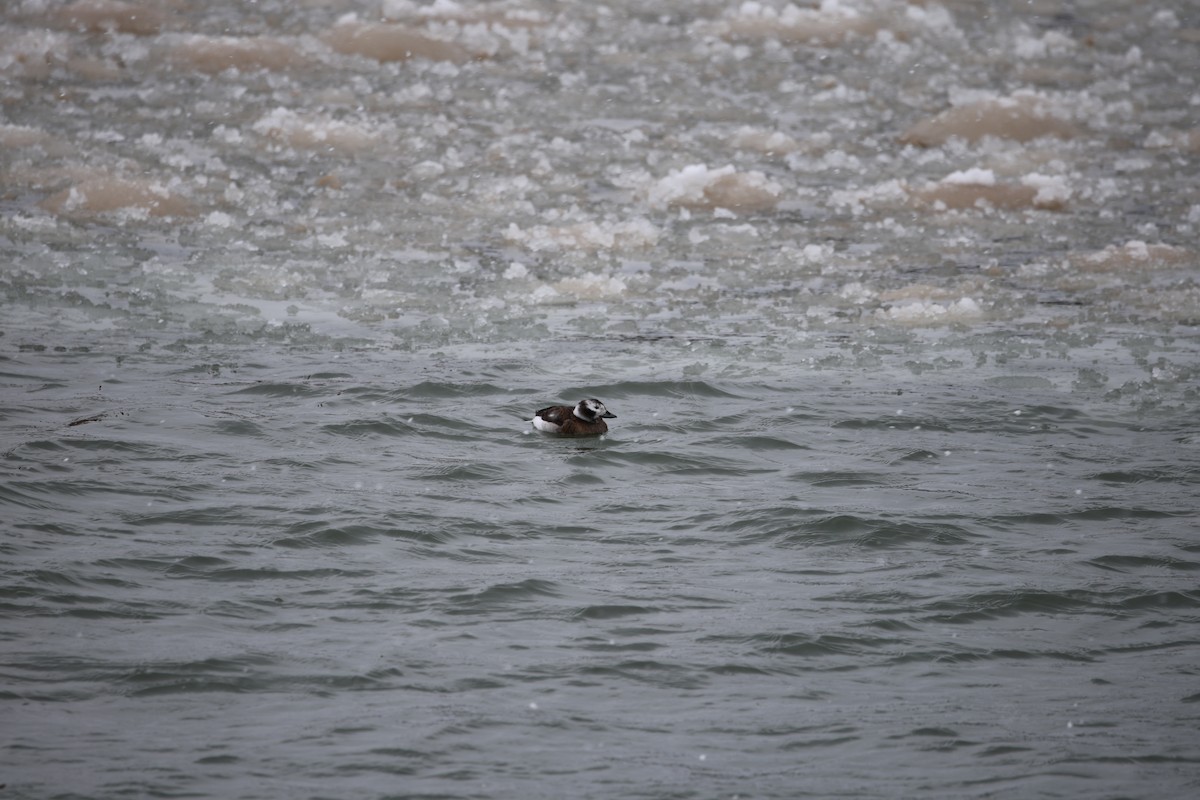 Long-tailed Duck - ML646919978