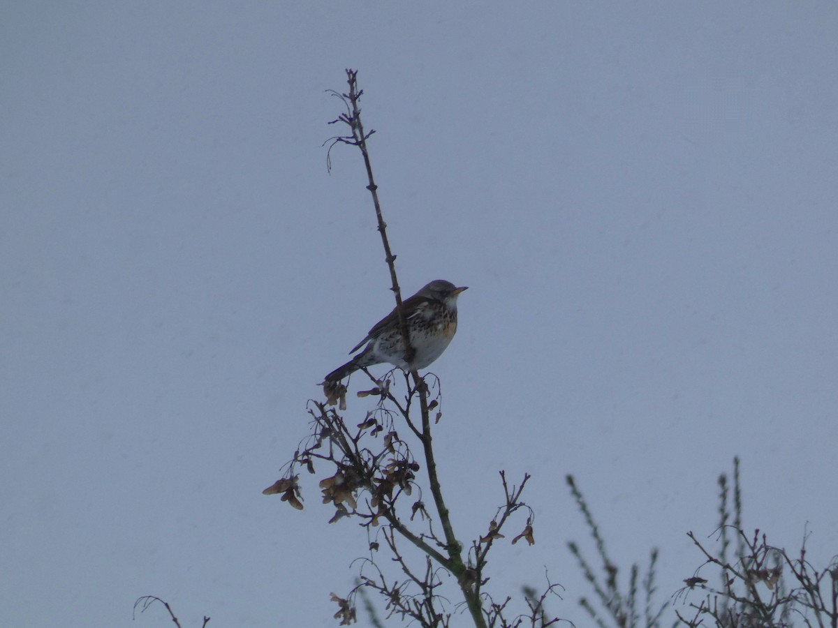 Fieldfare - ML646919979