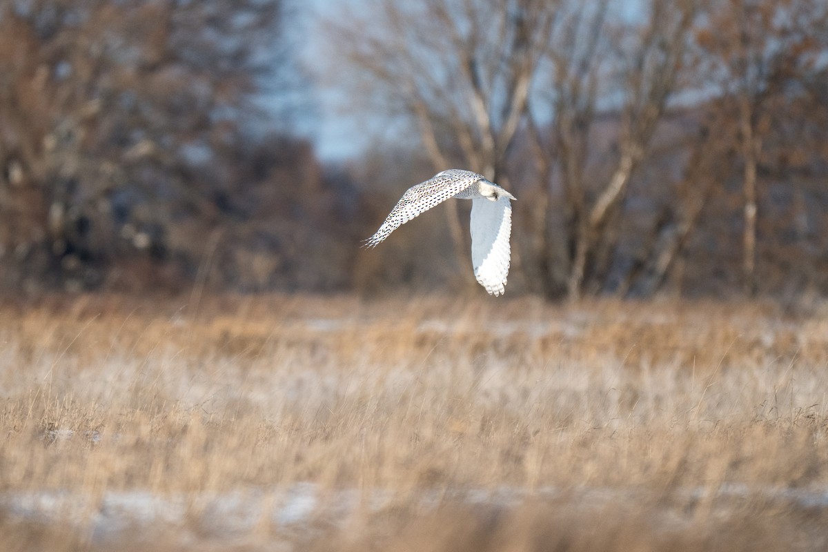 Snowy Owl - ML646919980