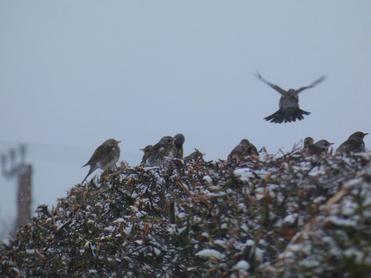 Fieldfare - ML646919981
